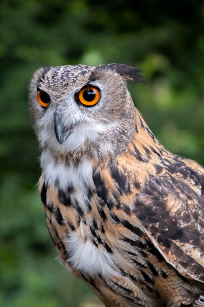 istock Close Up Of Eurasian Eagle Owl (Bubo bubo) 1395565102