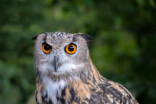 A close up of a Eurasian Eagle Owl