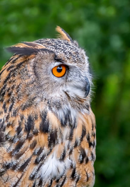 istock Close Up Of Eurasian Eagle Owl (Bubo bubo) 1395565152