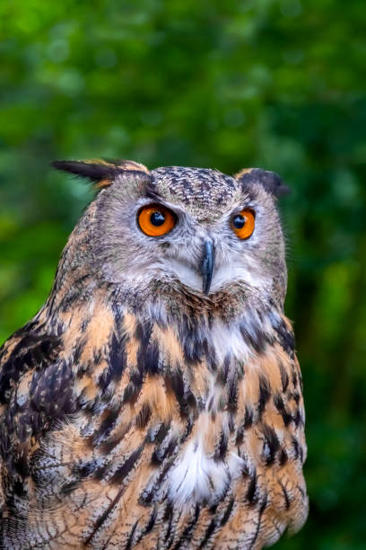 istock Close Up Of Eurasian Eagle Owl (Bubo bubo) 1395565154