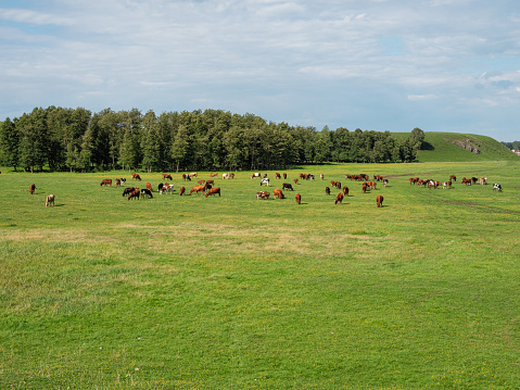 grazing cows