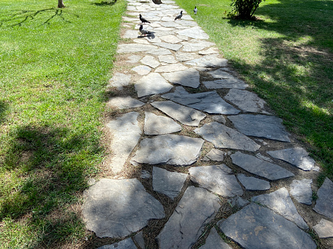 Stone footpath in the public park at the sunny day with pigeons