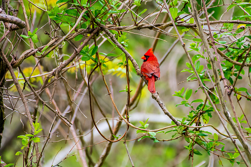 Male northern cardinal perched on branch