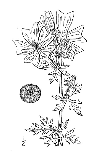 Antique botany plant illustration: Malva moschata, Musk mallow