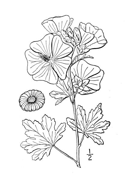 Antique botany plant illustration: Malva Alcea, European mallow Antique botany plant illustration: Malva Alcea, European mallow malva stock illustrations