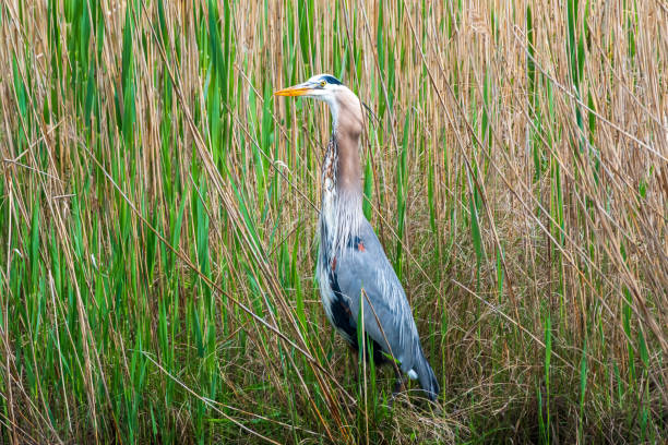 istock Great blue heron in swamp 1395567795