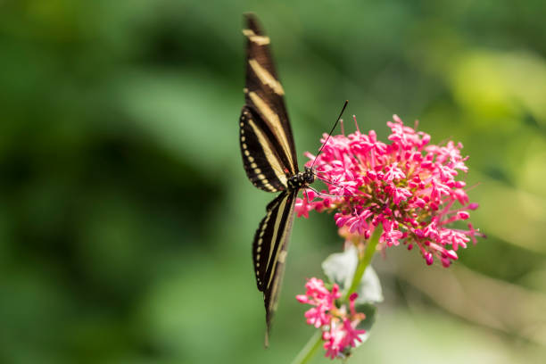 A picture of a beautiful butterfly on a flower