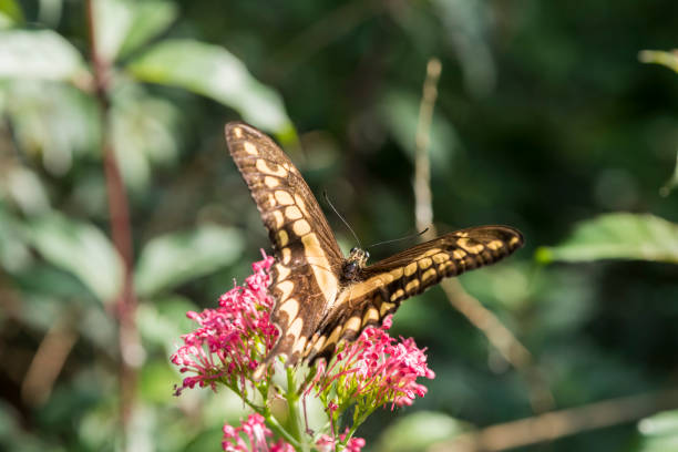 istock A picture of a butterfly 1395568028