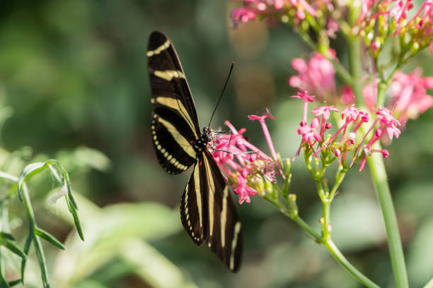 istock A picture of a butterfly 1395568133