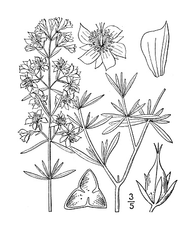 Antique botany plant illustration: Hypericum galioides, Bedstraw St John's wort