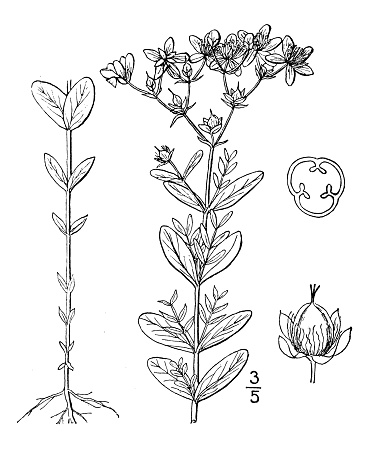 Antique botany plant illustration: Hypericum ellipticum, Pale St John's wort