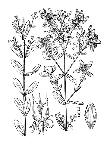 Antique botany plant illustration: Hypericum virgatum, Virgate St John's wort