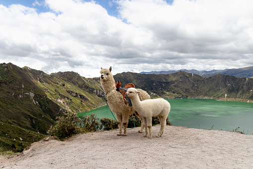 A fluffy white alpaca with baby alpaca on the viewpoint of Quilotoa lake and volcano crater. Ecuador, South America