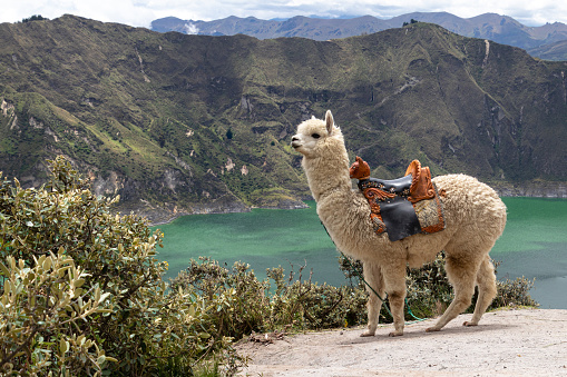 A fluffy white alpaca on the viewpoint of Quilotoa lake and volcano crater. Ecuador, South America