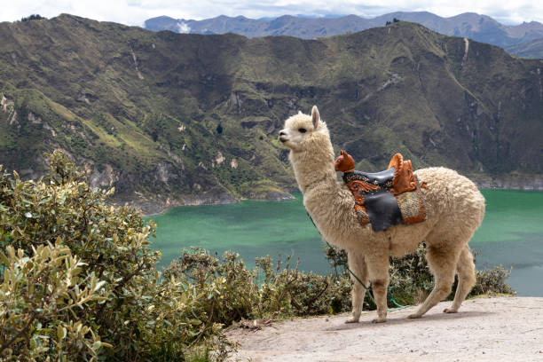 A white alpaca on the viewpoint of Quilotoa lake A fluffy white alpaca on the viewpoint of Quilotoa lake and volcano crater. Ecuador, South America agua volcano photos stock pictures, royalty-free photos & images