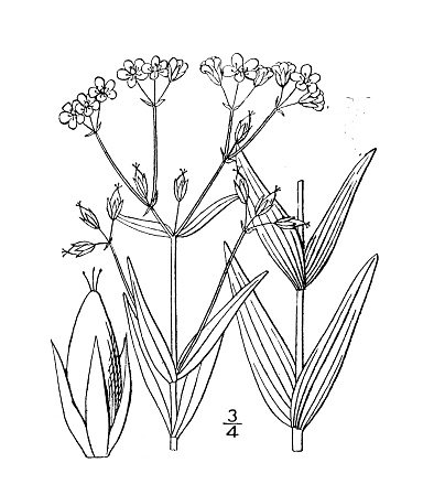 Antique botany plant illustration: Hypericum majus, Larger Canadian St John's wort