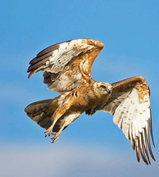 istock Moremi, Botswana Wildlife pictures 1395568611