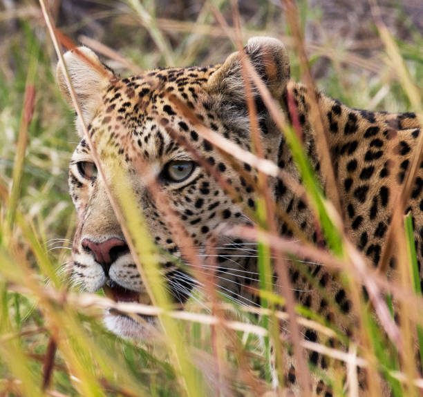 istock Moremi, Botswana Wildlife pictures 1395569089