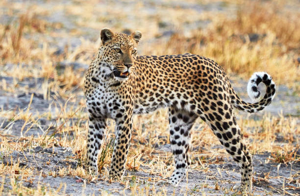 istock Moremi, Botswana Wildlife pictures 1395569090