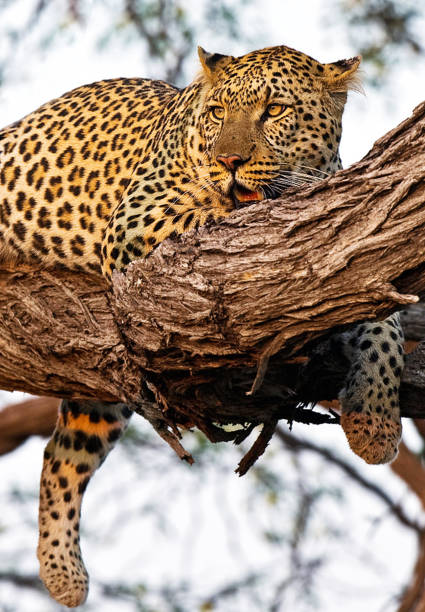 istock Moremi, Botswana Wildlife pictures 1395569286