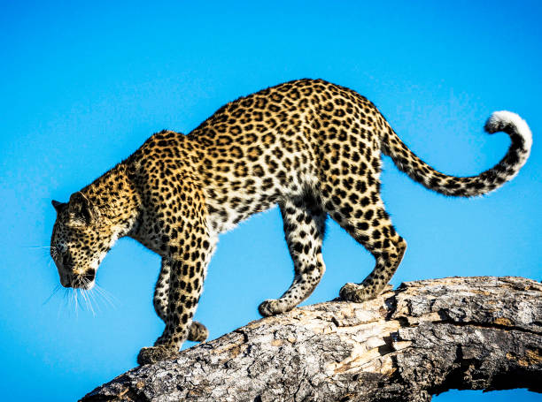 istock Moremi, Botswana Wildlife pictures 1395569288