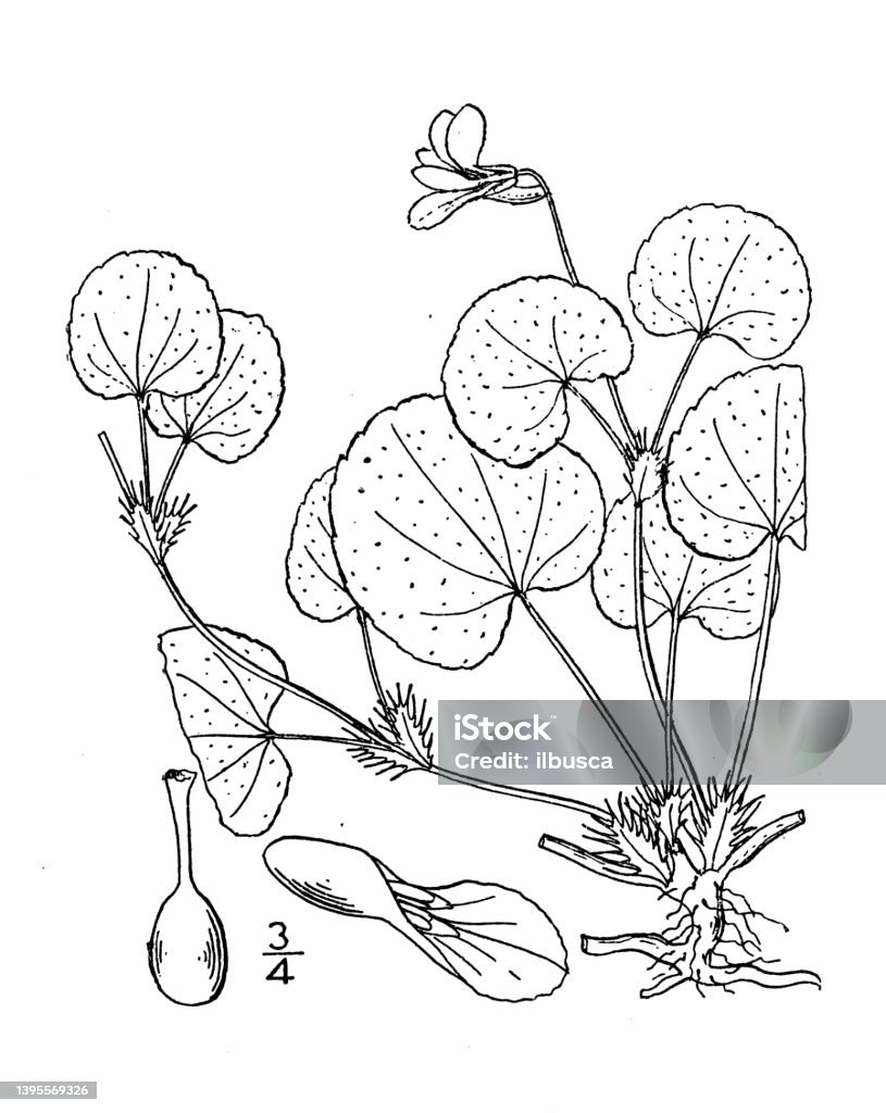 Prostrate Violet Antique Botany Plant Illustration Viola Multicaulis Prostrate Blue ...