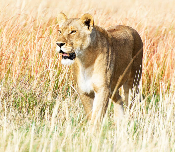 istock Moremi, Botswana Wildlife pictures 1395569364