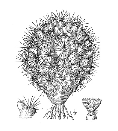 Antique botany plant illustration: Echinocactus Simpsoni, Simpson's Cactus