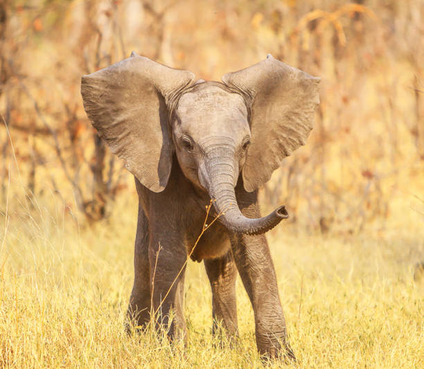 istock Moremi, Botswana Wildlife pictures 1395569471