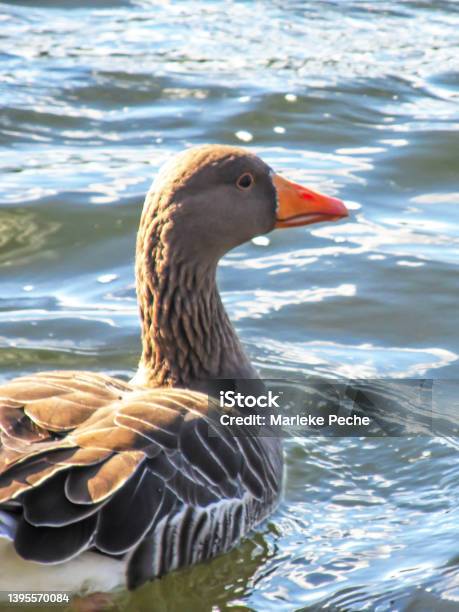 Profile View Of A Greylag Goose Anser Anser Swimming On A Lake On A Sunny Day In Southern Englad The Greylag Goose Sometimes Also Known As A Grey Goose Is The Ancestor Of The Domesticatd Goose Stock Photo - Download Image Now