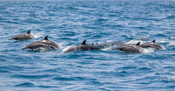 A pod of Dolphins off the coast of Muscat in Oman stock photo