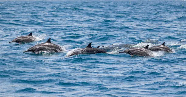 A group of dolphins is called a pod. Dolphins are social mammals that interact with one another, swim together, protect each other, and hunt for food as a team.