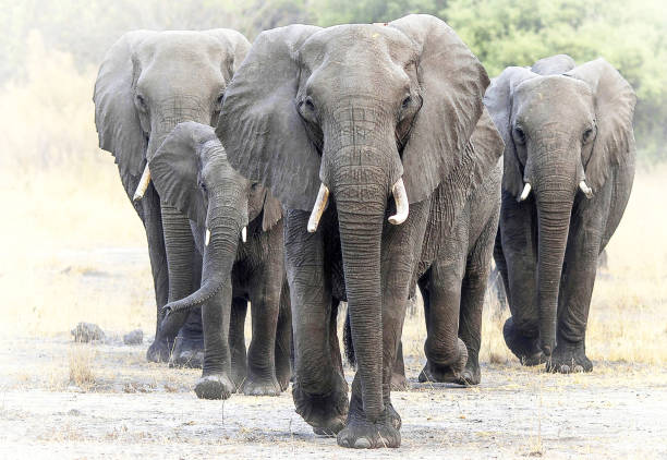 istock Moremi, Botswana Wildlife pictures 1395570147