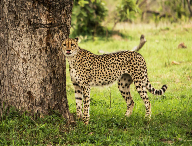 istock Moremi, Botswana Wildlife pictures 1395570149