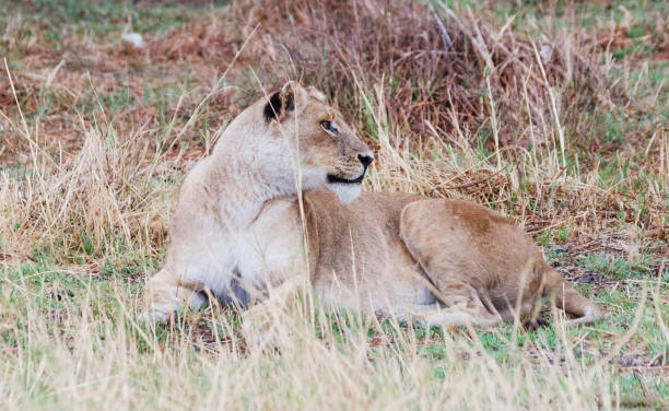 istock Moremi, Botswana Wildlife pictures 1395570150