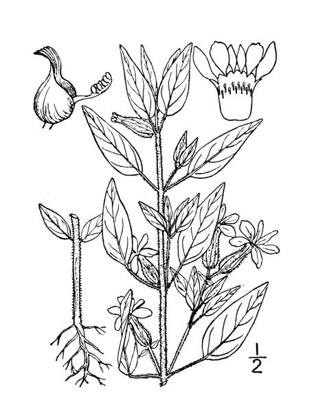 ilustracja roślin antycznej botaniki: parsonsia petiolata, blue wax weed, clammy cuphea, smoła chwast - parsonsia stock illustrations