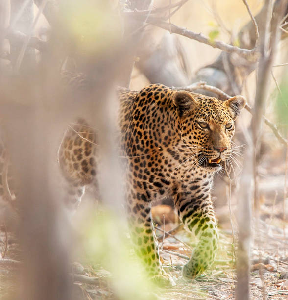 istock Moremi, Botswana Wildlife pictures 1395570196