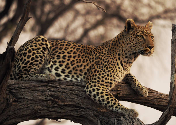 istock Moremi, Botswana Wildlife pictures 1395570338