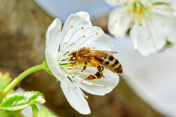 Flying honey bee collecting bee pollen from apple blossom. Bee collecting honey.