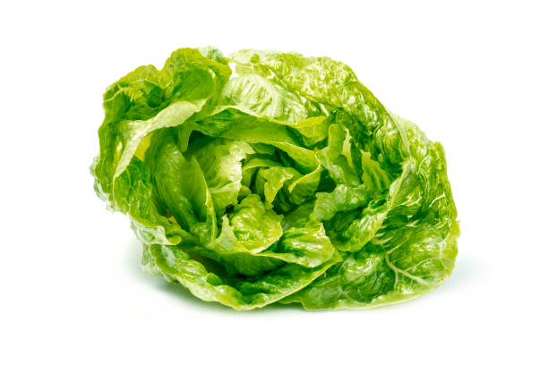 istock escarole endive leaves on white background. Freshly harvested organic vegetable. 1395570465