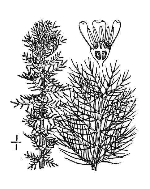 Antique botany plant illustration: Myriophyllum verticillatum, whorled water milfoil Antique botany plant illustration: Myriophyllum verticillatum, whorled water milfoil whorled stock illustrations