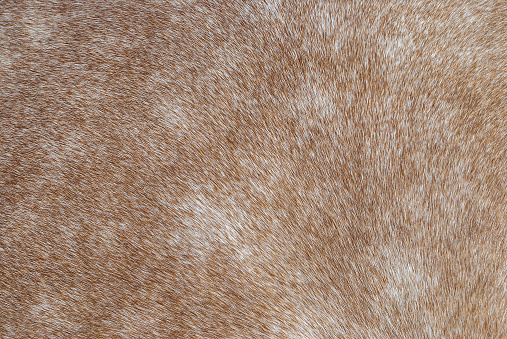 Brown horse fur texture close up. Closeup beige equine hair detail pattern. Natural animal soft skin macro backdrop, selective focus