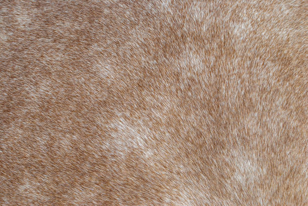 Brown horse fur texture close up. Closeup beige equine hair detail pattern, selective focus Brown horse fur texture close up. Closeup beige equine hair detail pattern. Natural animal soft skin macro backdrop, selective focus camel colored stock pictures, royalty-free photos & images