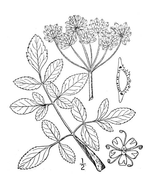 ilustracja roślin botaniki antycznej: angelica villosa, dzięgiel owłosiony - angelica stock illustrations