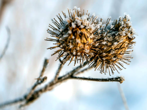 istock dry burdock seed in winter, macro, narrow focus area 1395571549