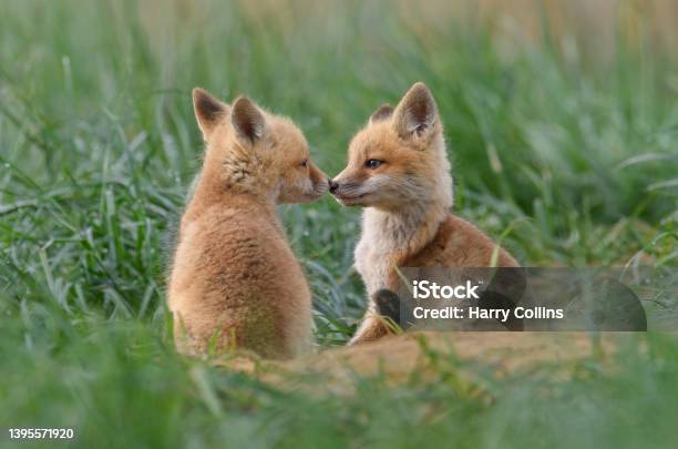Red Fox Stock Photo - Download Image Now - Coyote, Fox, Photography