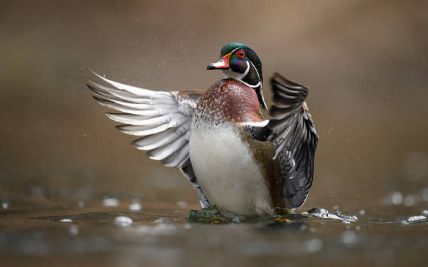 istock A Wood Duck in a Creek 1395571946