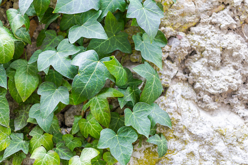 Nature,environment,parks and gardens concept: beautiful green ivy leaves on a stone wall.