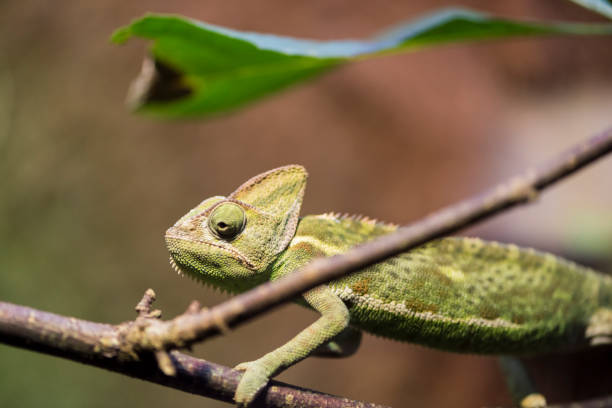 istock A picture of a chameleon 1395572631