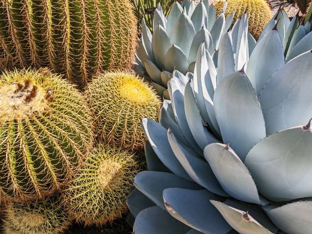 istock Golden Barrel Cactus and Agave Plants 1395572843